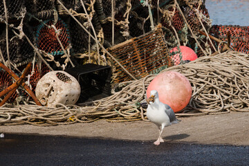 seagull in the port