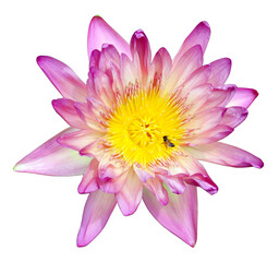 Fototapeta premium Lotus in the pond