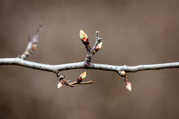 Junge Triebe am Ast eines Baumes im Frühjahr.
