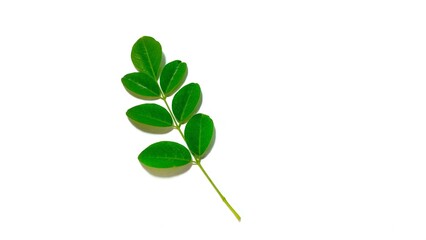 Moringa leaves and flowers (Moringa oleifera) Moringa powder capsules Isolated on a white background Moringa powder for making tea(herbs) 