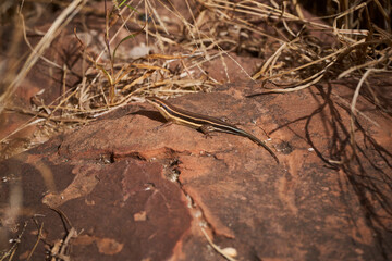 lizard on a rock