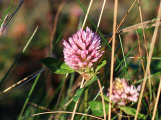 Sensual red clover in green summer grass side view