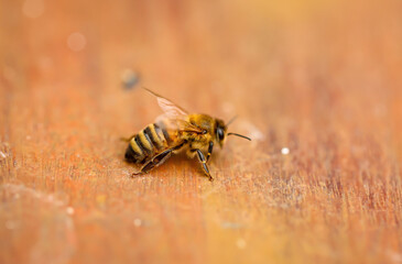 Eine Biene auf einem Holzbrett. Bienen sind Staatenbildene Insekten.
