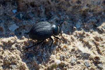 Ein dicker runder schwarzer Käfer im Sand. Nahaufnahme eines kleinen Käfers.
