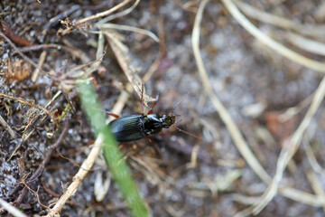 Ein Braunfüßiger Breithalskäfer, bläulich schwarzer, länglicher Käfer im Sand.
