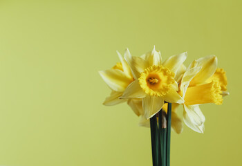 Yellow and white large cupped Daffodil Slim Whitman (narcissus) flower on a yellow background.