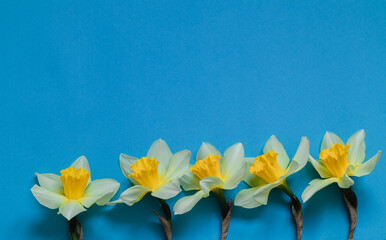 Many yellow and white large cupped Daffodil Slim Whitman (narcissus) flower on a blue background.