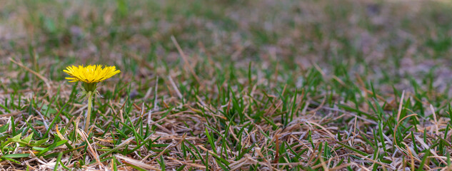 Dandelion in dried grass and fresh shoots. wild flowers in the grass. dandelion flowers in the grass. spring image background.	