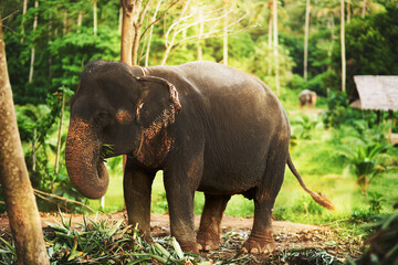 Fototapeta na wymiar Wild at heart. Shot of a elephant walking in the jungle going about its day and eating plants.