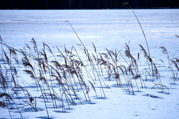Fototapeta premium Dry reed stems on snow on frozen lake surface with visible bank