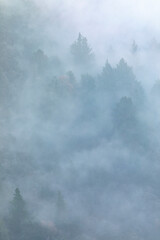 Pinos (árboles) en un bosque lleno de niebla al amanecer (invierno)