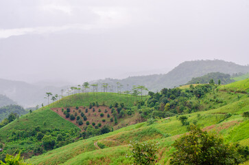 Fototapeta na wymiar Landscape green mountains forest with rain fog at Doi Chang, Chiang Rai Thailand