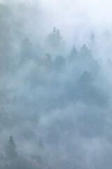 Pinos (árboles) en un bosque lleno de niebla al amanecer (invierno)