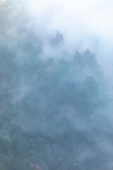 Pinos (árboles) en un bosque lleno de niebla al amanecer (invierno)