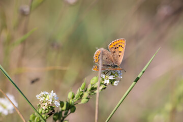 Ein Schmetterling sitzt auf einer Pflanze.
