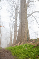 Obraz premium Trees in a misty park