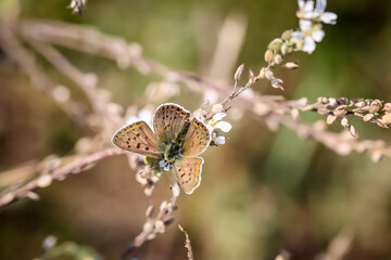 Ein Schmetterling, Feuerfalter sitzt auf einer Pflanze.
