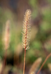Der Samenteil eines Grases im Sommer auf einer Wiese.
