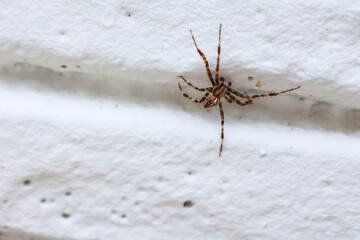 Eine Gartenkreuzspinne klettert an einer Wand.