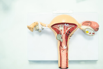 layout of the female vagina and uterus