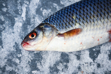 Fish lying on textured ice during winter fishing