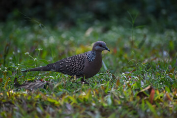 dove in the grass