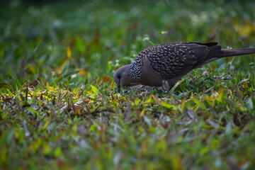 dove in the grass