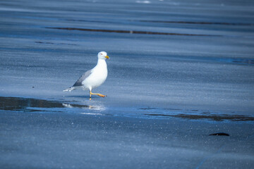Seagull walking on ice with water puddles on frozen lake