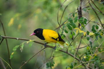black-hooded oriole on a branch