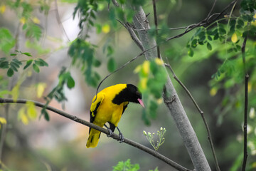 black-hooded oriole on a branch