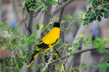 black-hooded oriole on a branch