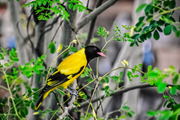 black-hooded oriole on a branch
