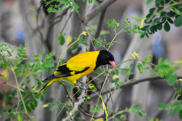 black-hooded oriole on a branch