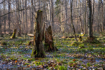 Mokradła, połamane drzewa, las liściasty, Polska