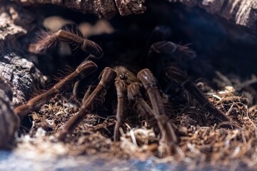 spider on a tree