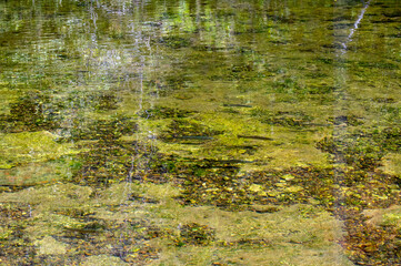 Fish underwater swimming freely