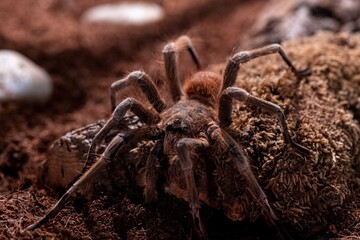 wolf spider