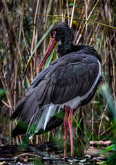Black stork in the rush. Latin name - Ciconia nigra	