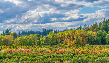 Oregon in the Fall