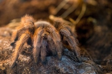 spider in the garden