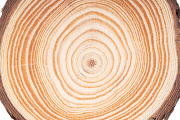 Saw cut disk isolated on white background