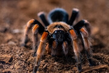 spider on the ground