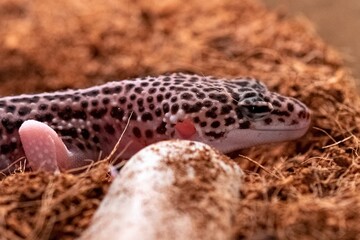 lizard on a stone