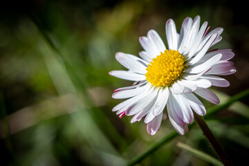 close-up of a beautiful spring Daisy