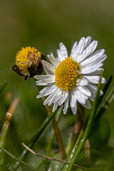 Fototapeta premium drops of water hanging on a spring daisy