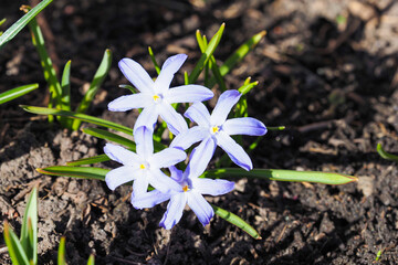 Closeup of blooming blue scilla luciliae flowers in sunny day. First spring flowers
