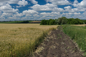 Fototapeta na wymiar Classic Ukrainian rural landscape with corn fields and earth road