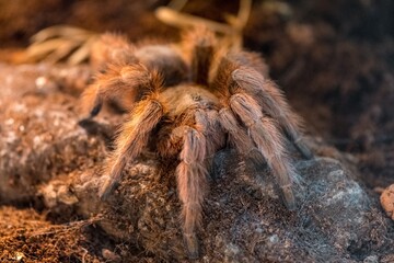 spider in the garden