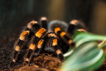 spider in the garden