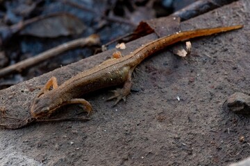 lizard on the stone
